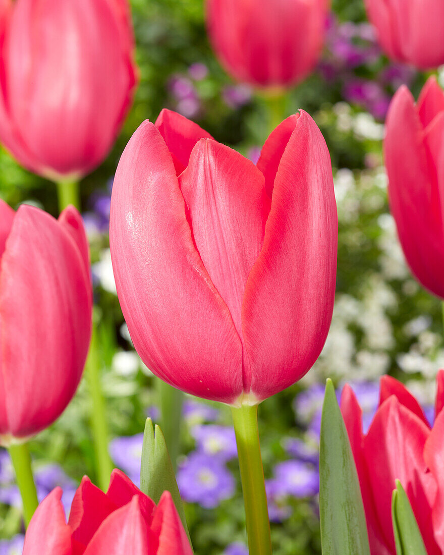 Tulipa Yosemite