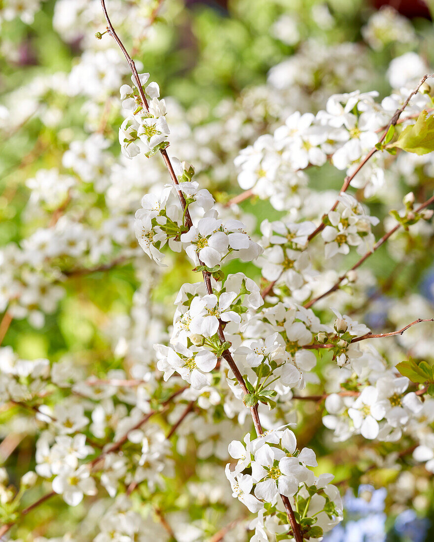 Spiraea prunifolia Goldfire