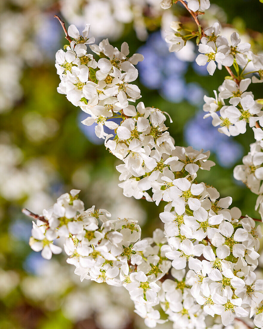 Spiraea prunifolia Goldfire