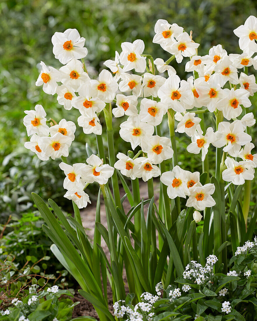 Narzisse (Narcissus) 'Cragford'