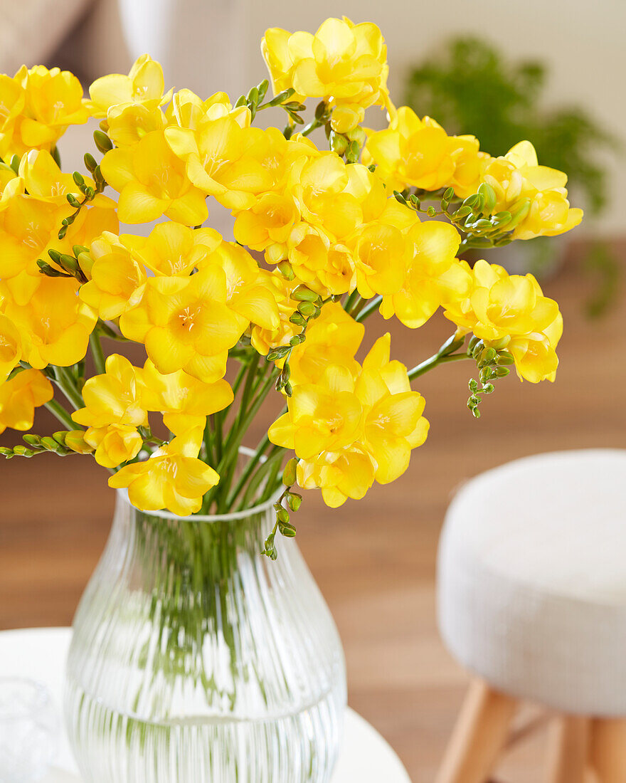 Freesia yellow