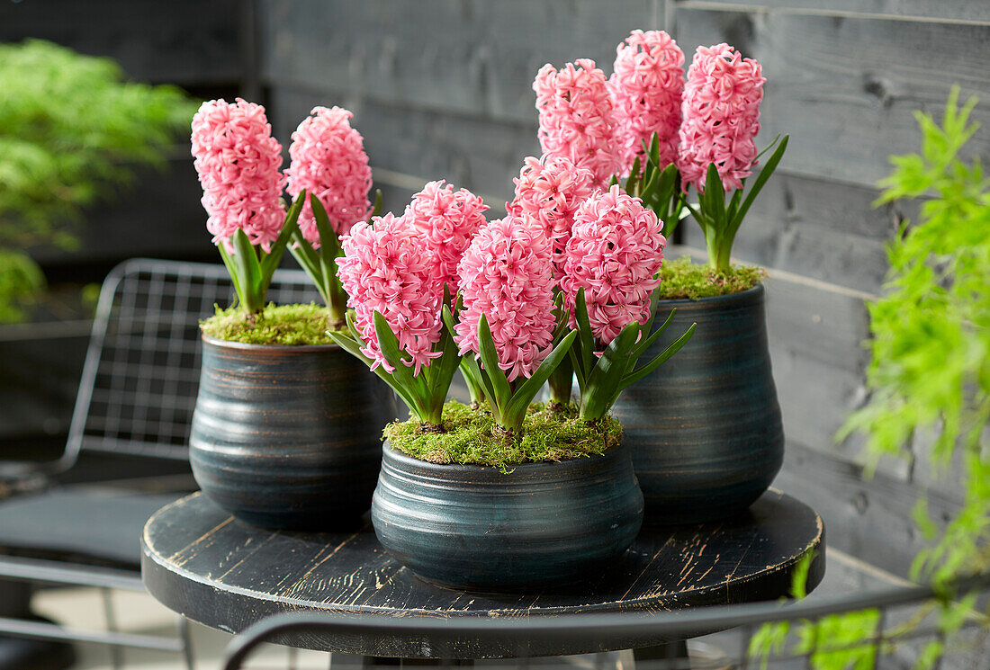 Hyacinthus Ida