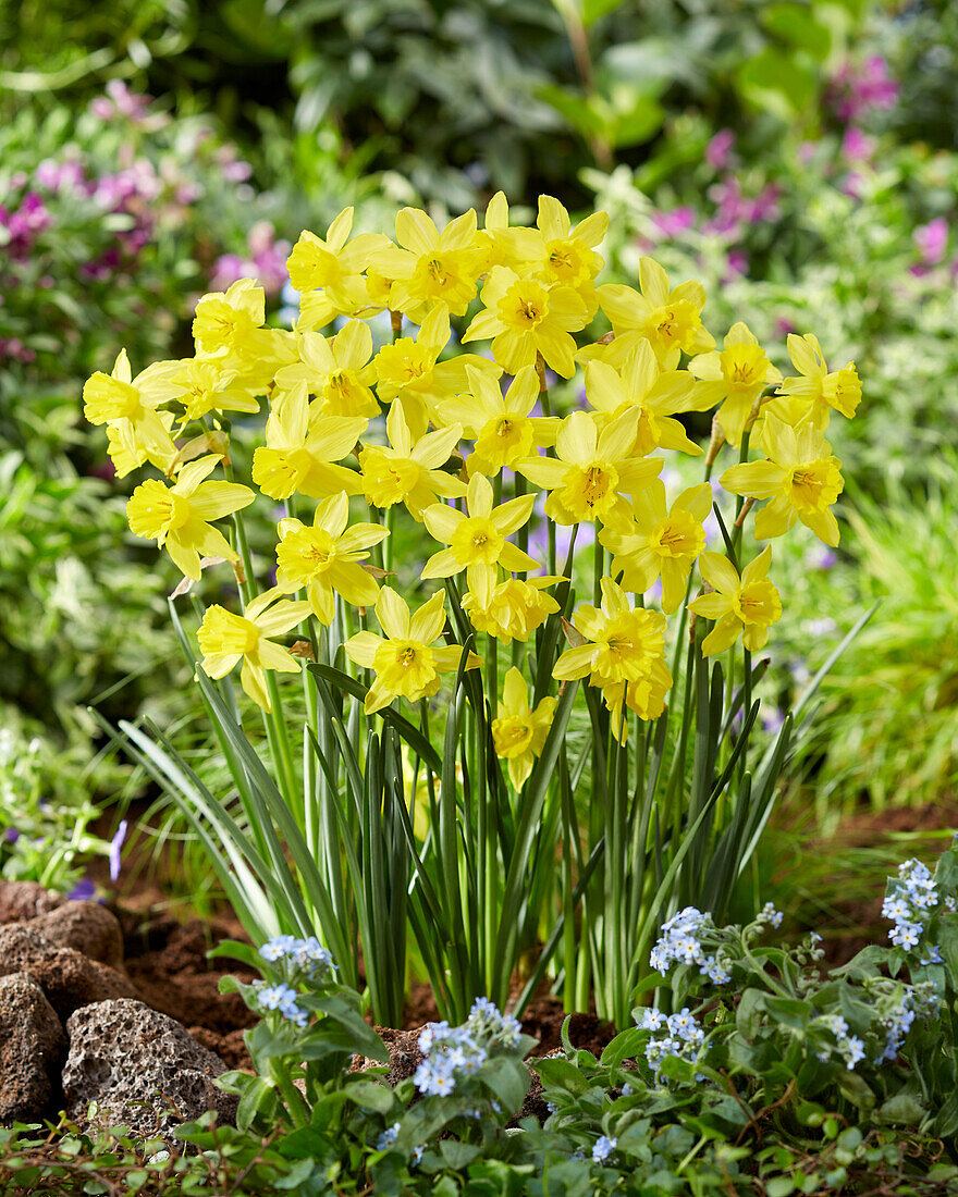 Narzisse (Narcissus) 'Yellow Sailboat'