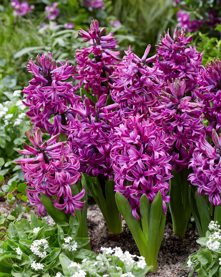 Hyacinthus Purple Sensation