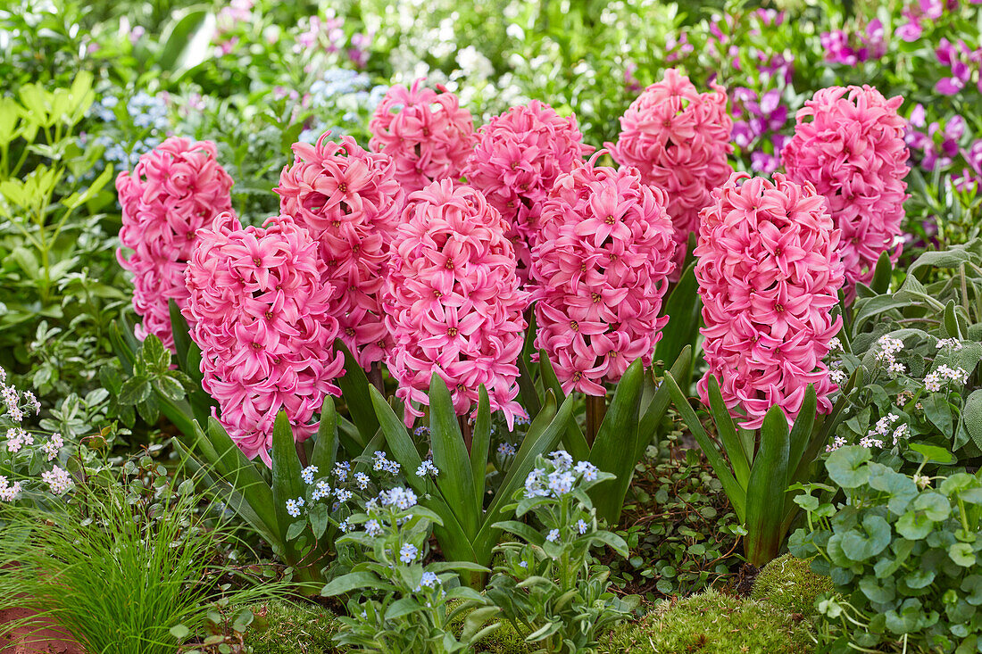 Hyacinthus Ida