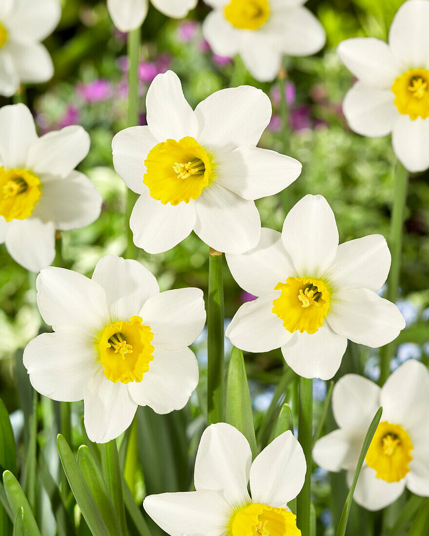 Narzisse (Narcissus) 'Jack Snipe'