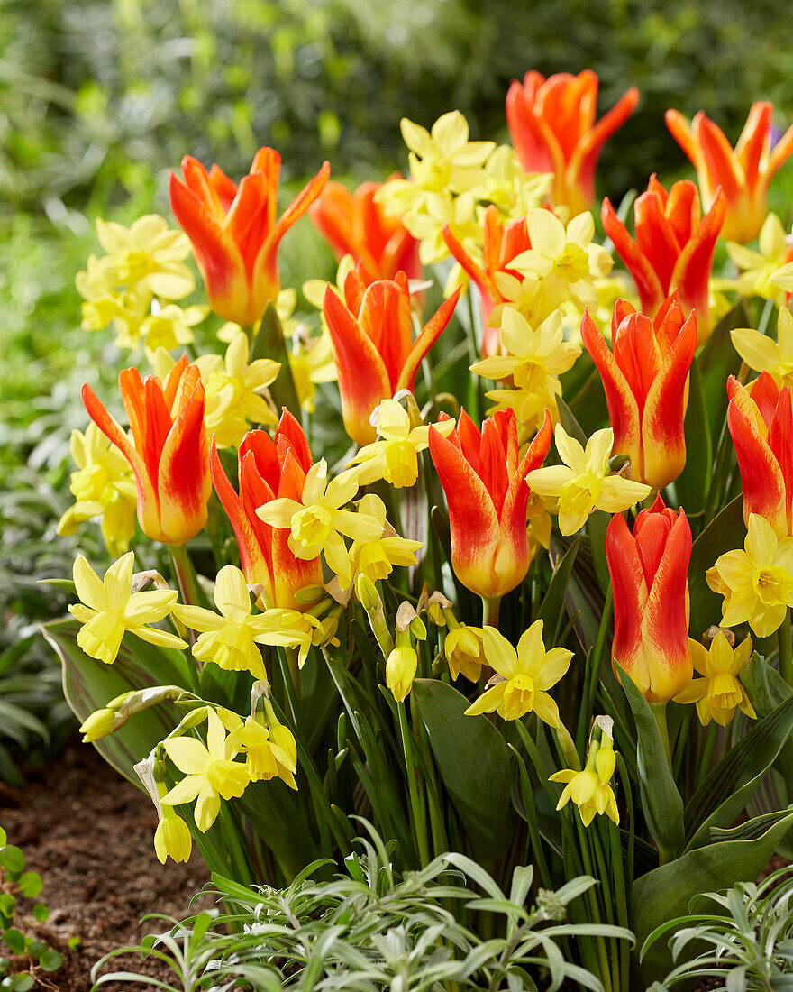 Narzisse (Narcissus) 'Yellow Sailboat', Tulpe (Tulipa) 'Jaris Mason'