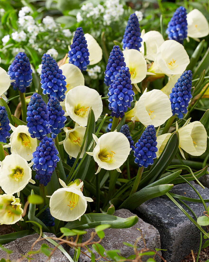 Narcissus White Petticoat, Muscari Carola