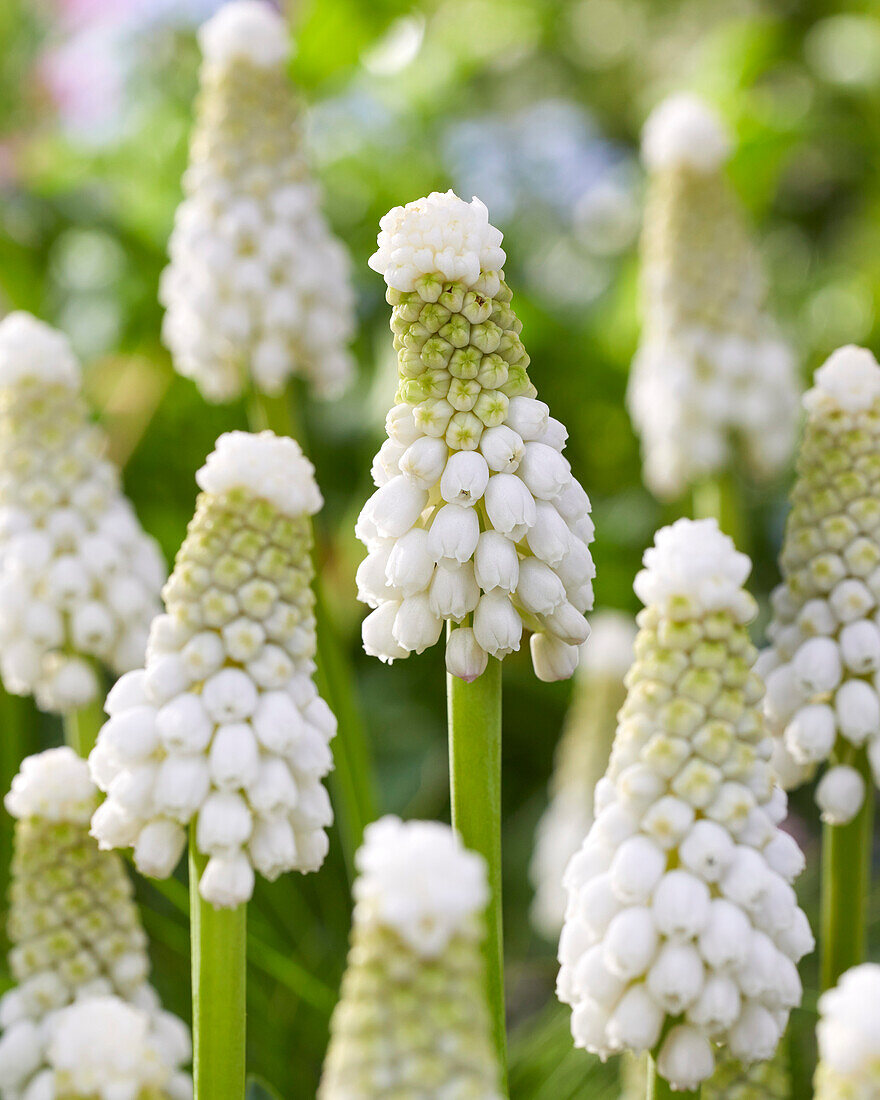 Muscari White Spear