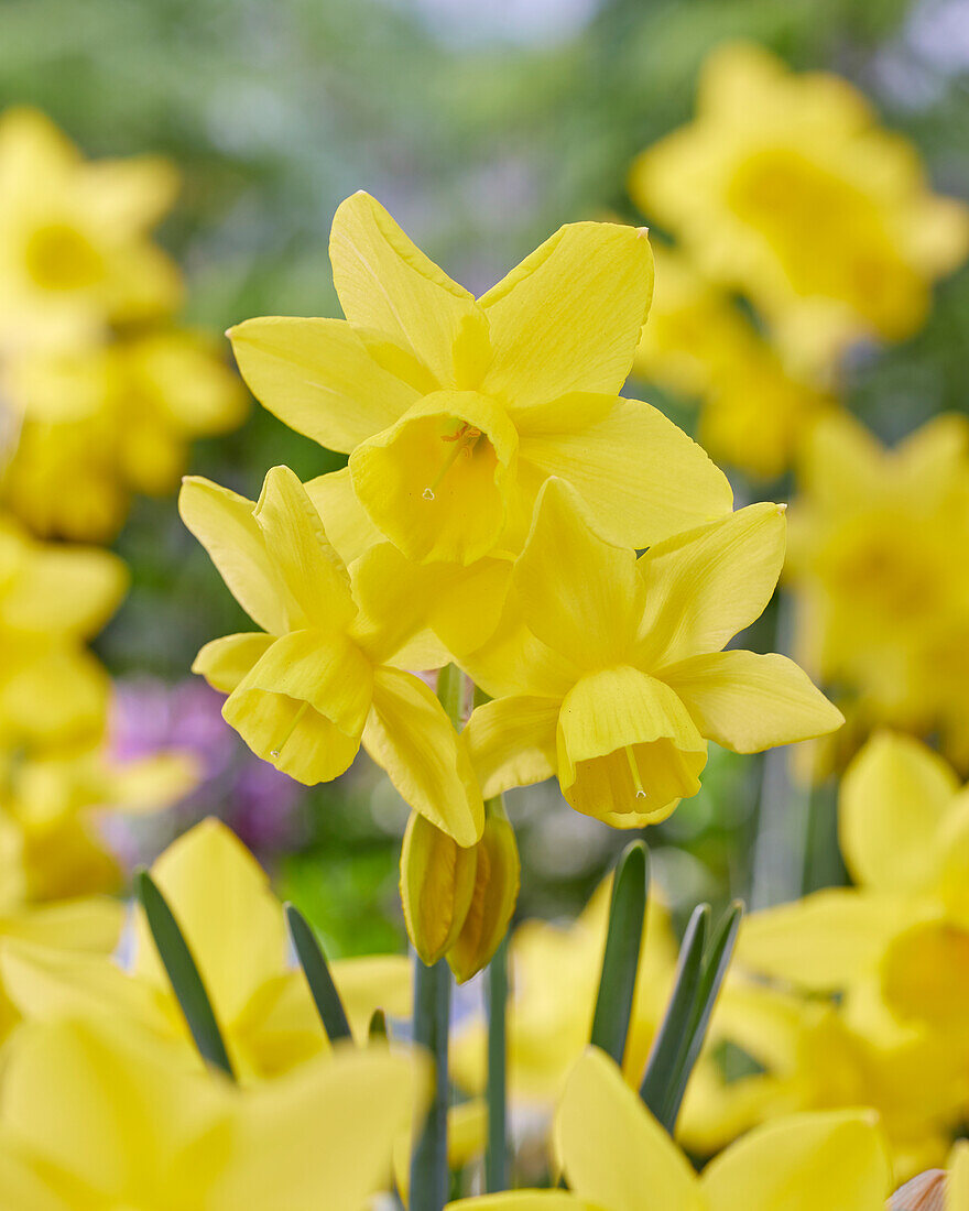 Narzisse (Narcissus) 'Yellow Ocean'