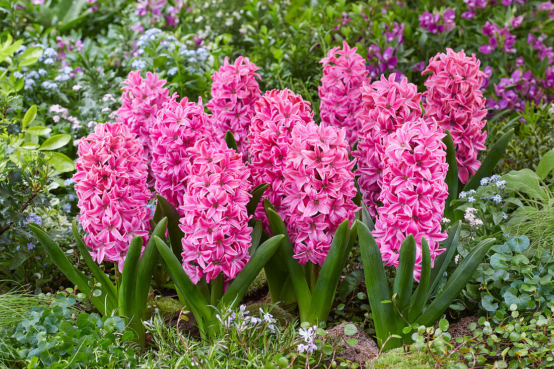 Hyacinthus Rosario