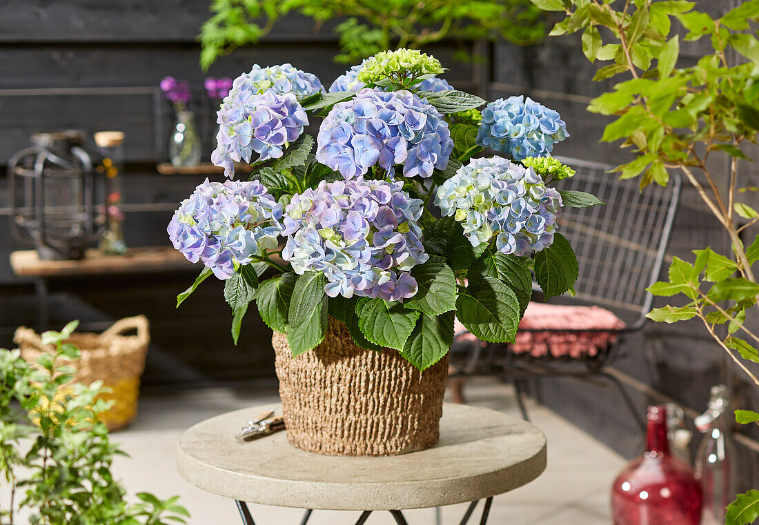 Hydrangea macrophylla Hi River Blue