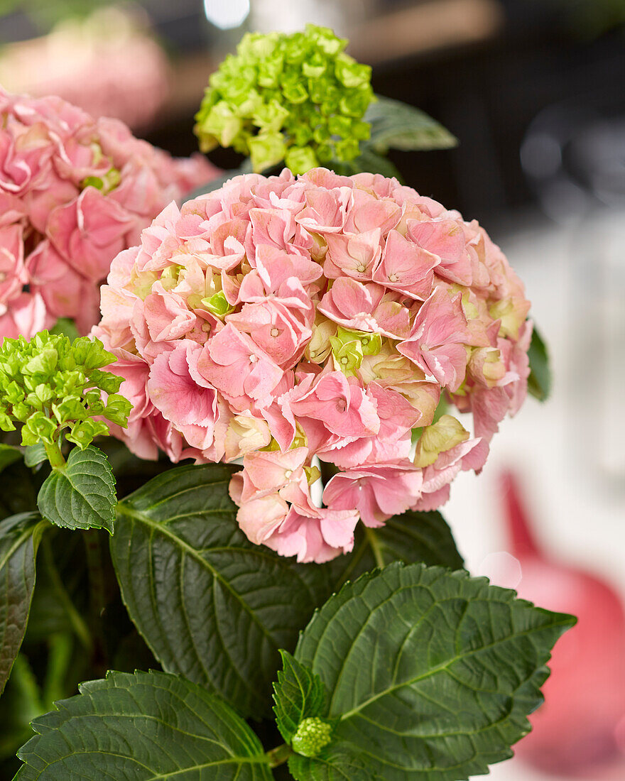 Hydrangea macrophylla Hi Mountain Pink