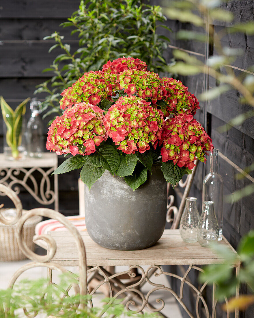 Hydrangea macrophylla Hi Fire