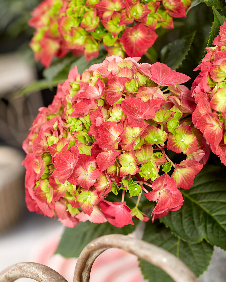 Hydrangea macrophylla Hi Fire