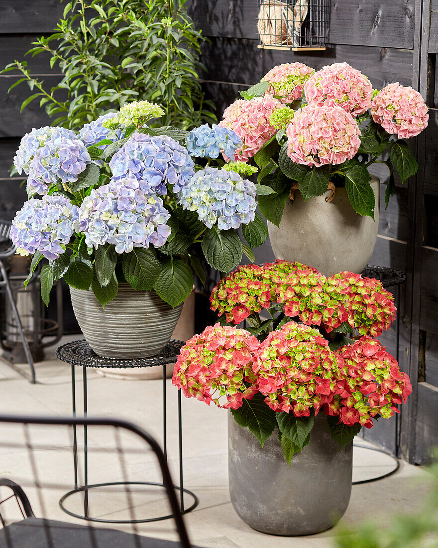 Hydrangea macrophylla Hi Fire, Hi Mountain Pink, Hi River Blue