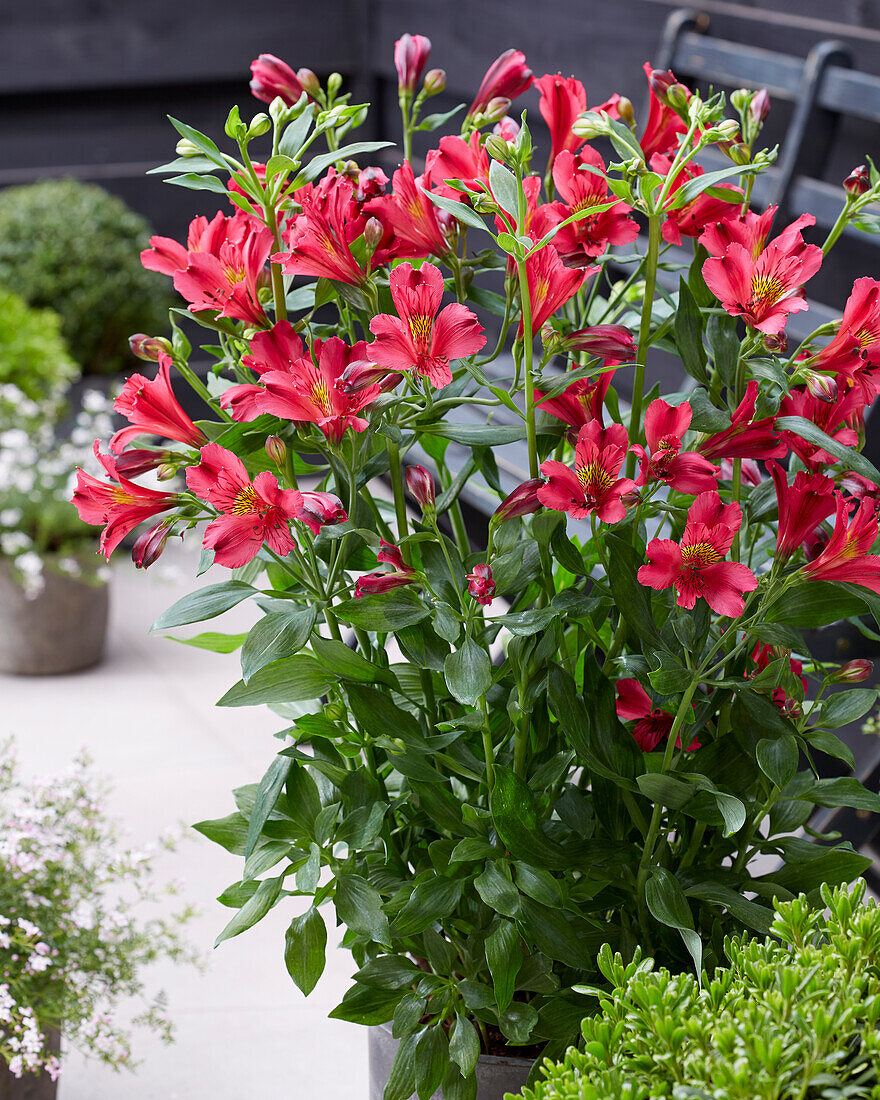 Alstroemeria Arthur