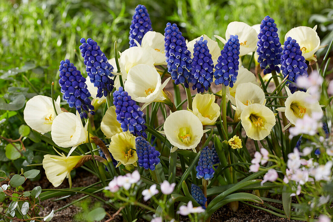 Narcissus White Petticoat, Muscari Big Smile