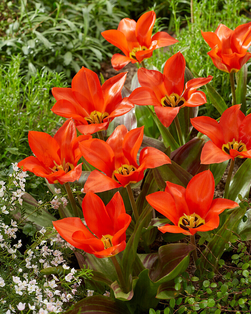 Tulipa Park Dreamway