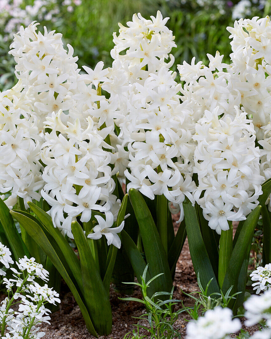 Hyacinthus Carnegie