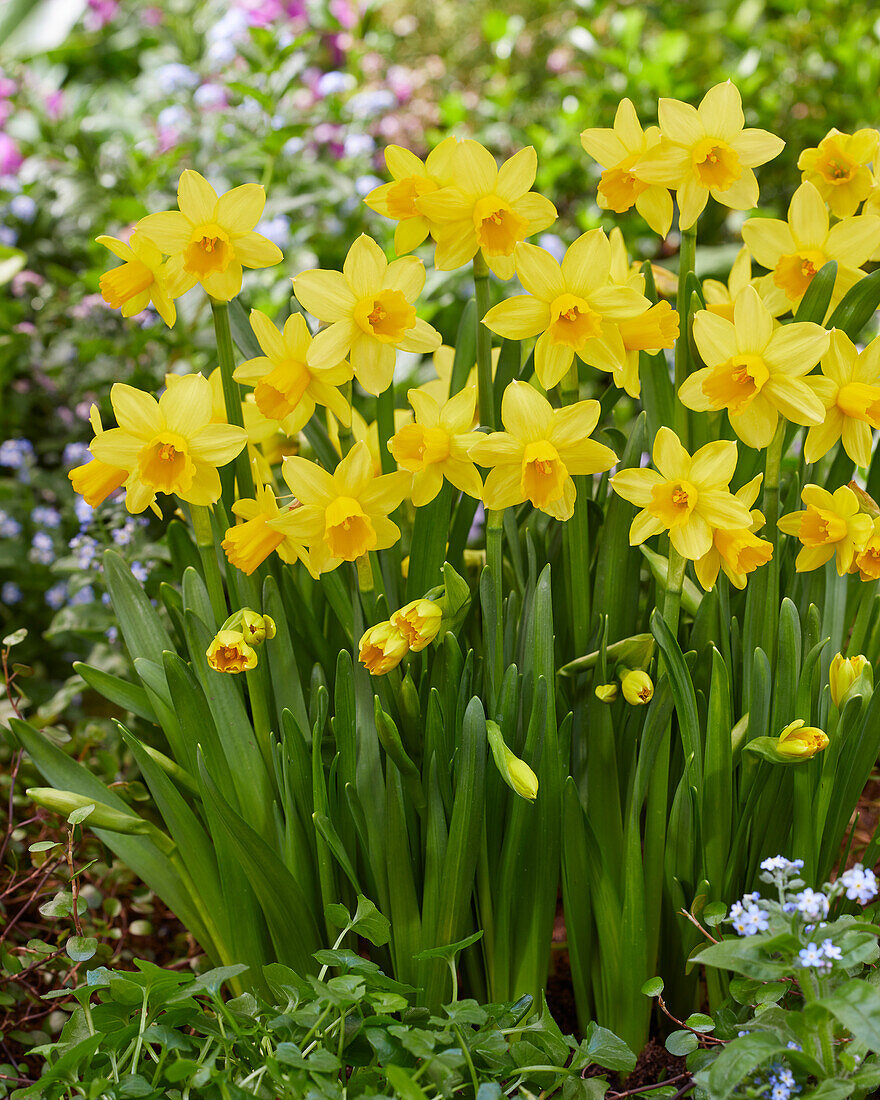 Narcissus Tete a Tete