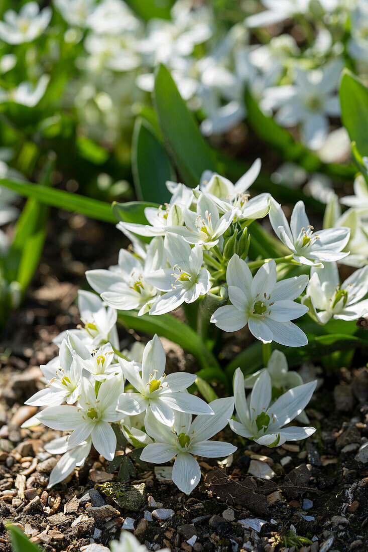 Ornithogalum oligophyllum