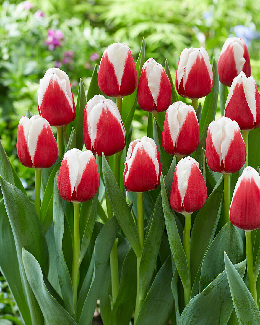 Tulpe (Tulipa) 'Hema'