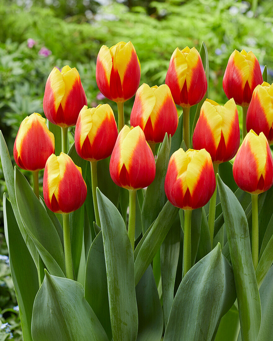 Tulpe (Tulipa) 'Aloha'