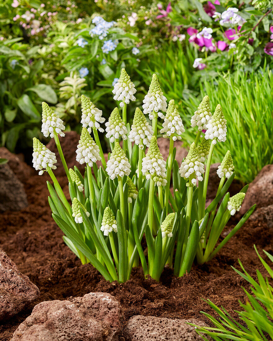 Traubenhyazinthen (Muscari) 'Snowwhite'