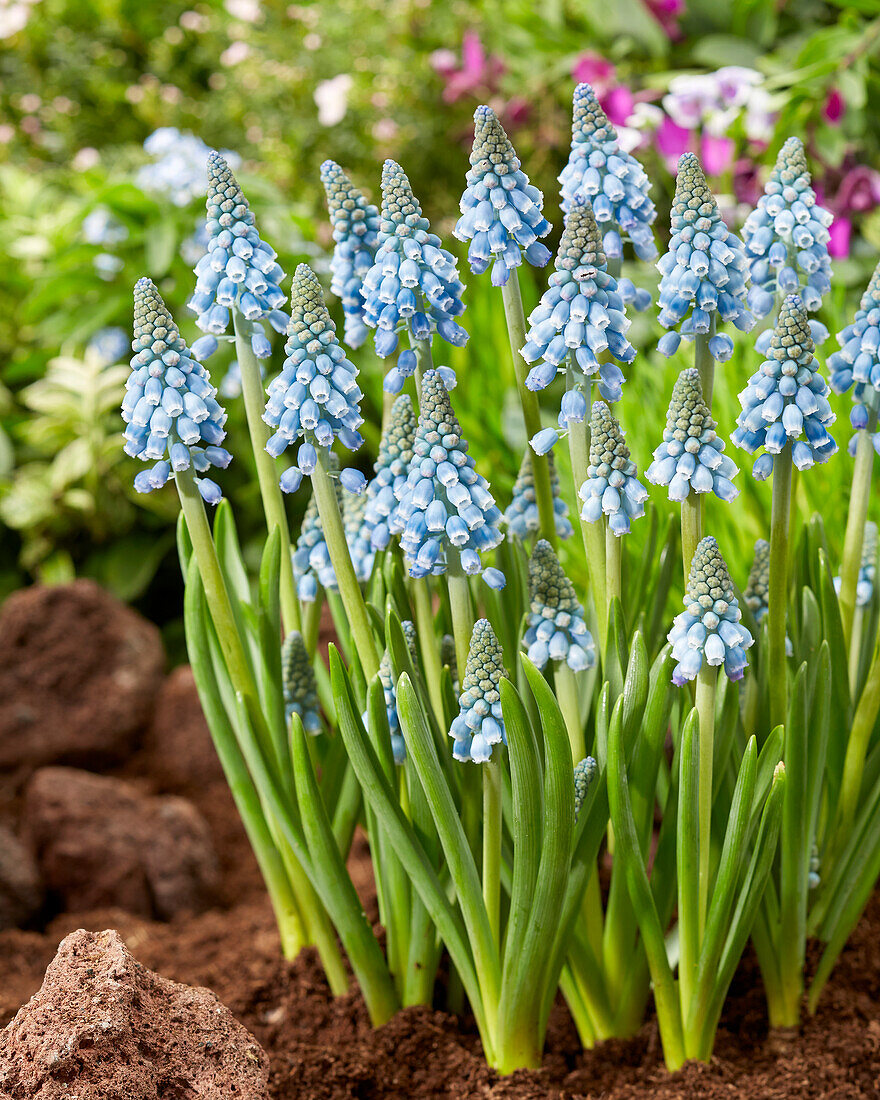 Muscari Early Bird