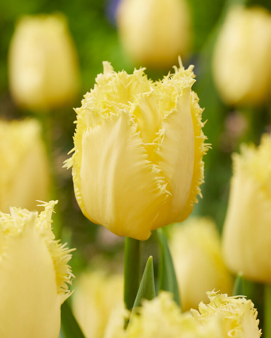 Tulipa Rebellious Yellow