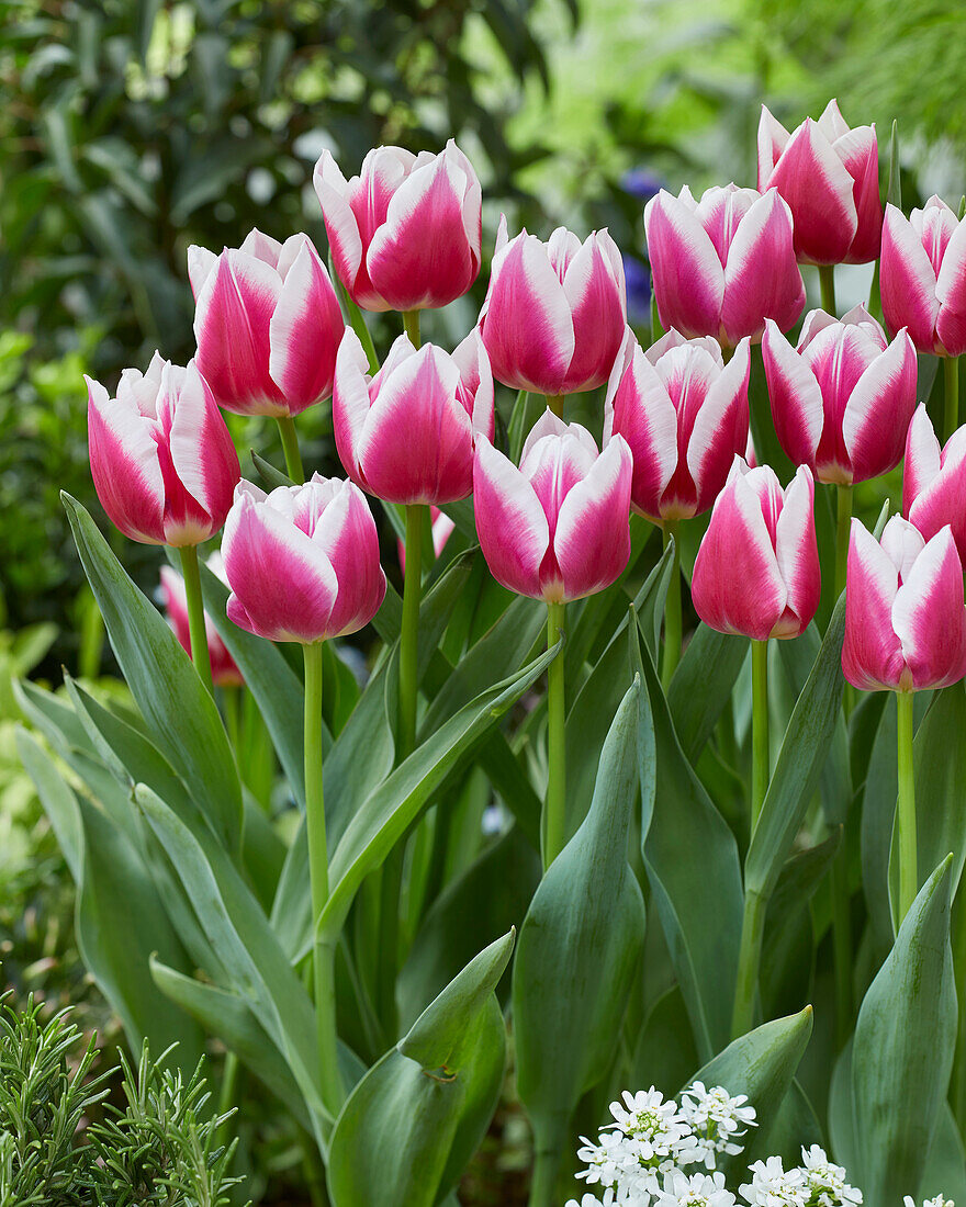 Tulpe (Tulipa) 'Picardy'