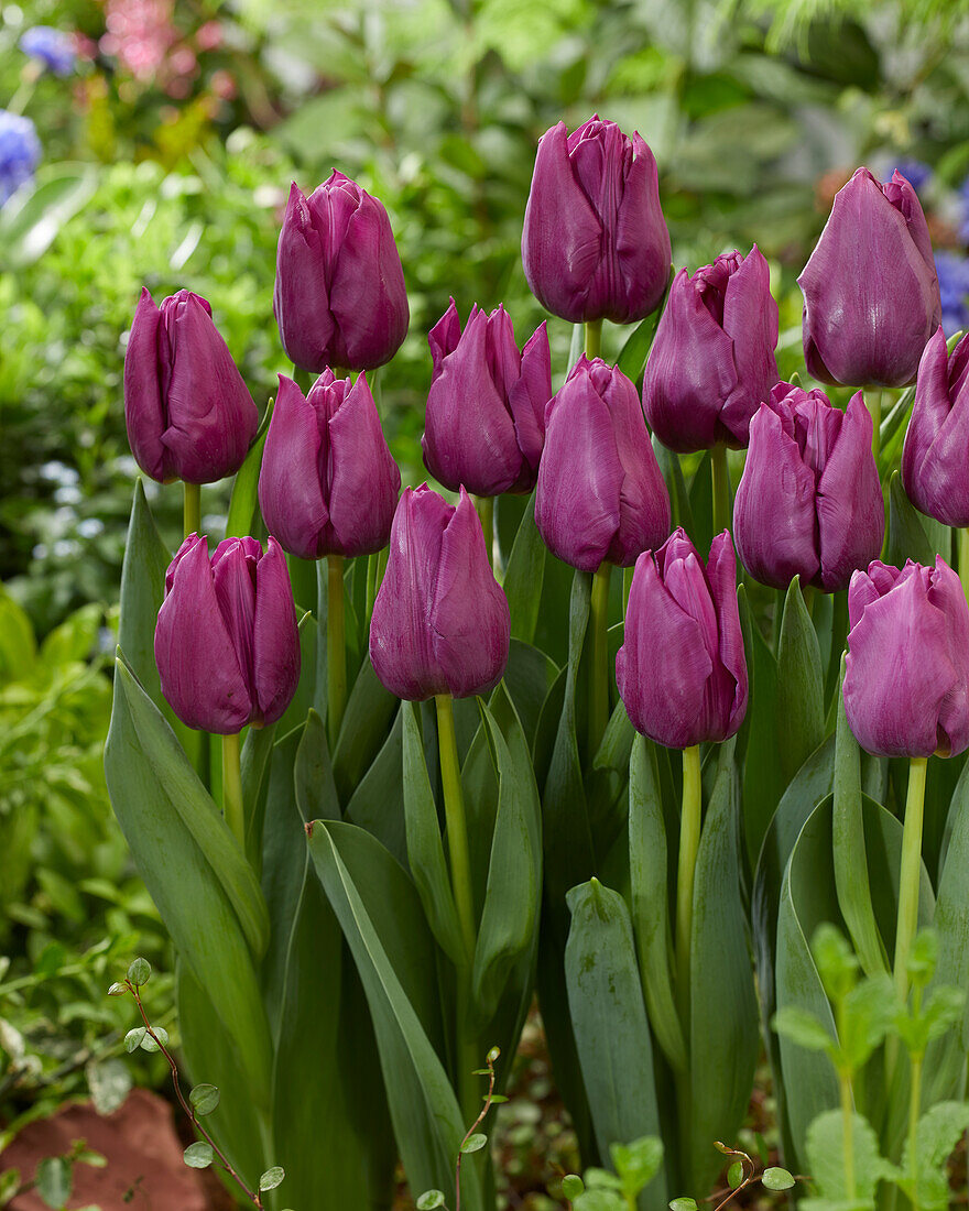 Tulpe (Tulipa) 'Powerpoint'