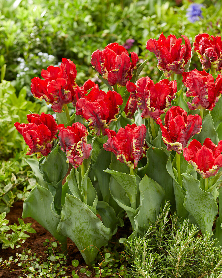 Tulpe (Tulipa) 'Seadov Parrot'