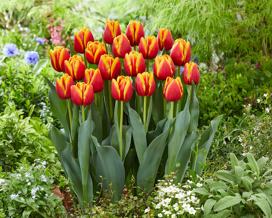 Tulpe (Tulipa) 'Tropicana'