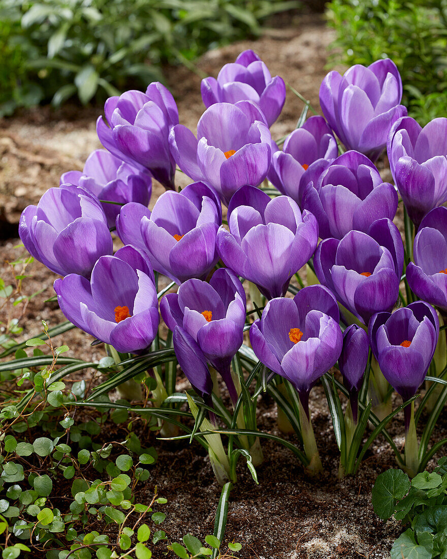 Crocus vernus Remembrance