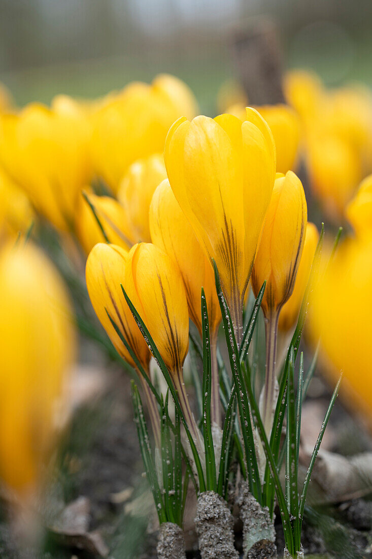 Frühlings-Krokus (Crocus vernus), gelb