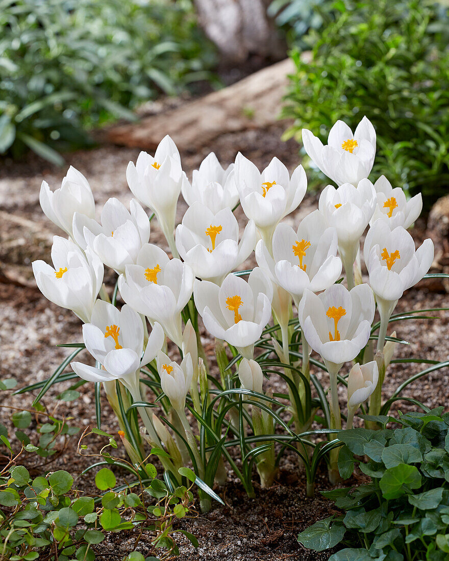 Crocus Ivory Princess