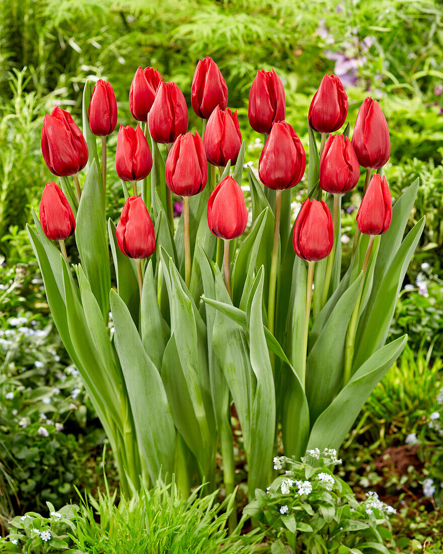 Tulipa Red Model