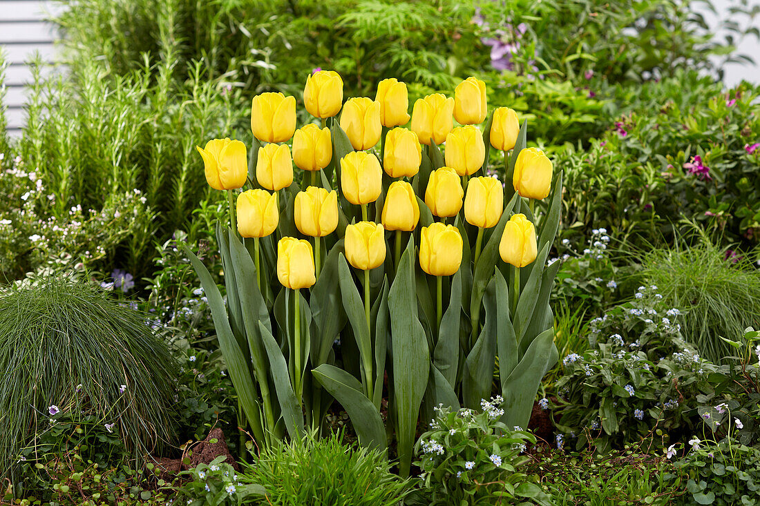 Tulpe (Tulipa) 'Lobke'