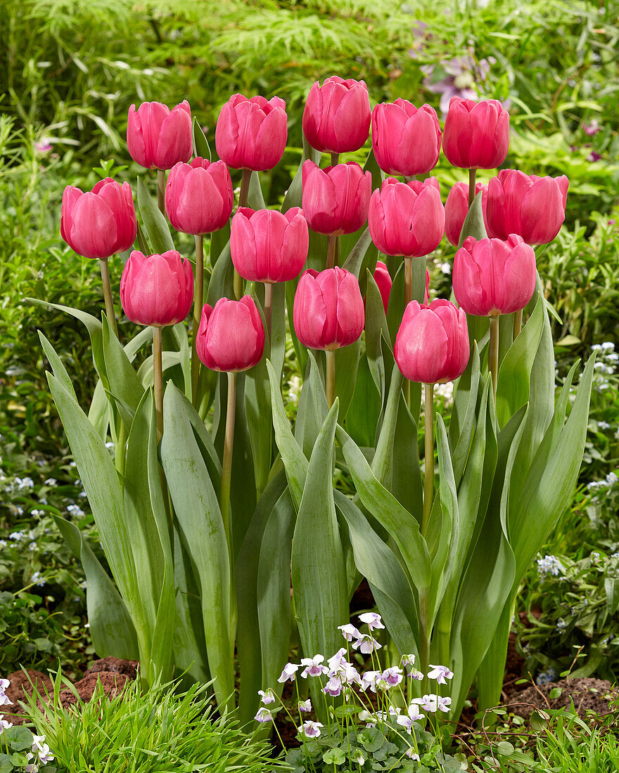 Tulpe (Tulipa) 'Tai Chi'