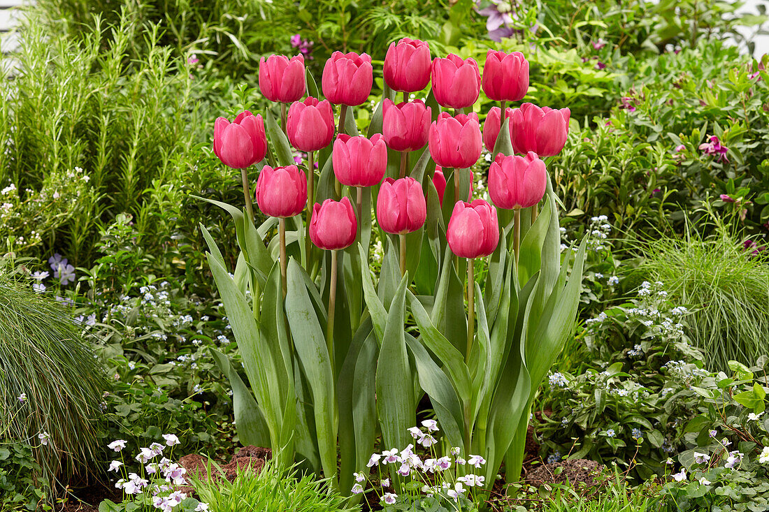Tulpe (Tulipa) 'Tai Chi'