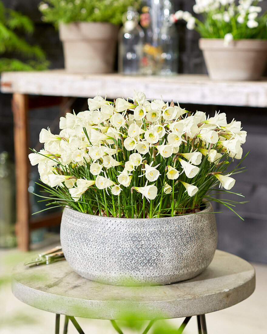 Narcissus White Petticoat