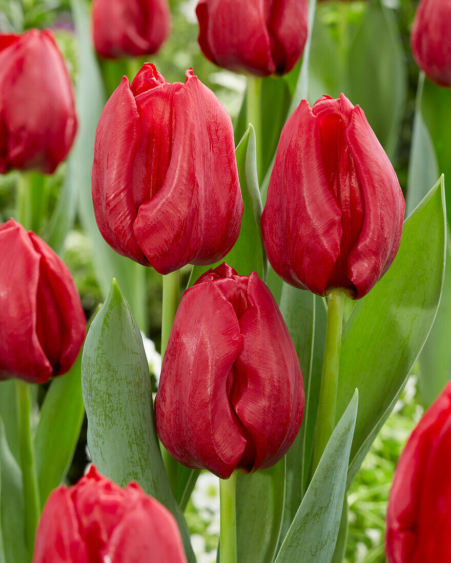 Tulipa Seadov