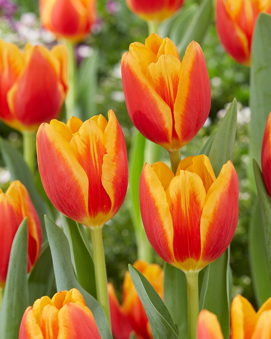 Tulpe (Tulipa) 'Carpe Diem'