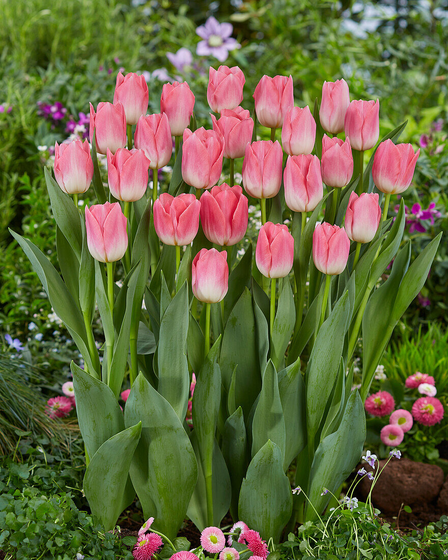 Tulpe (Tulipa) 'Dynasty'