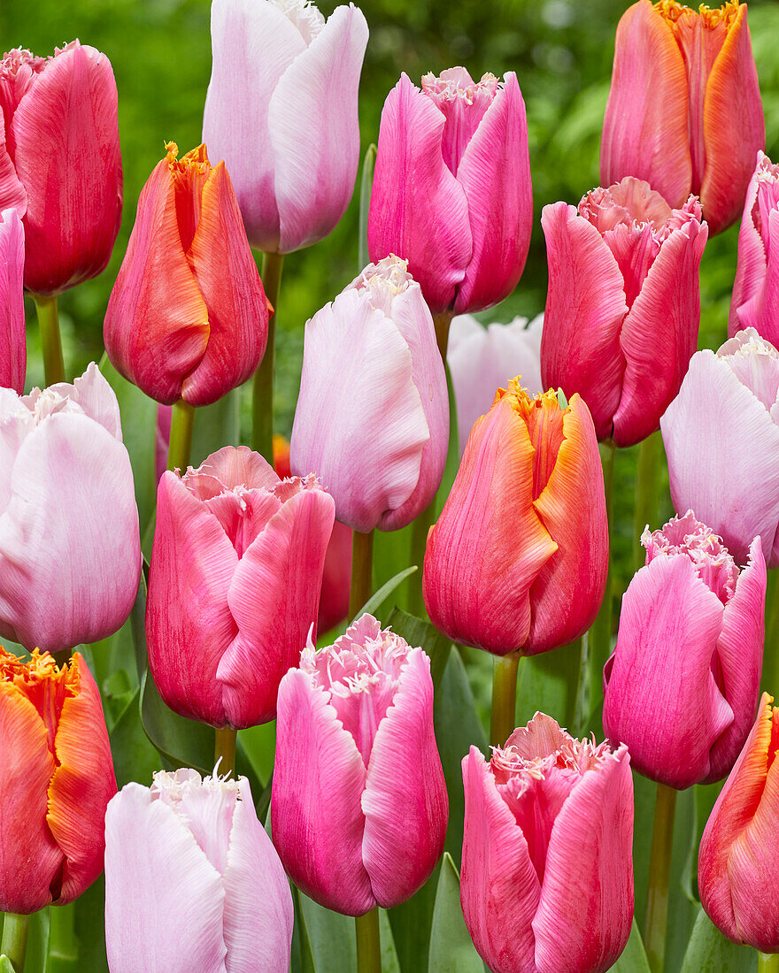 Tulpe (Tulipa) 'Fringed', Mischung