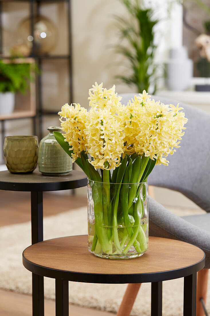 Hyacinthus Golden Crown