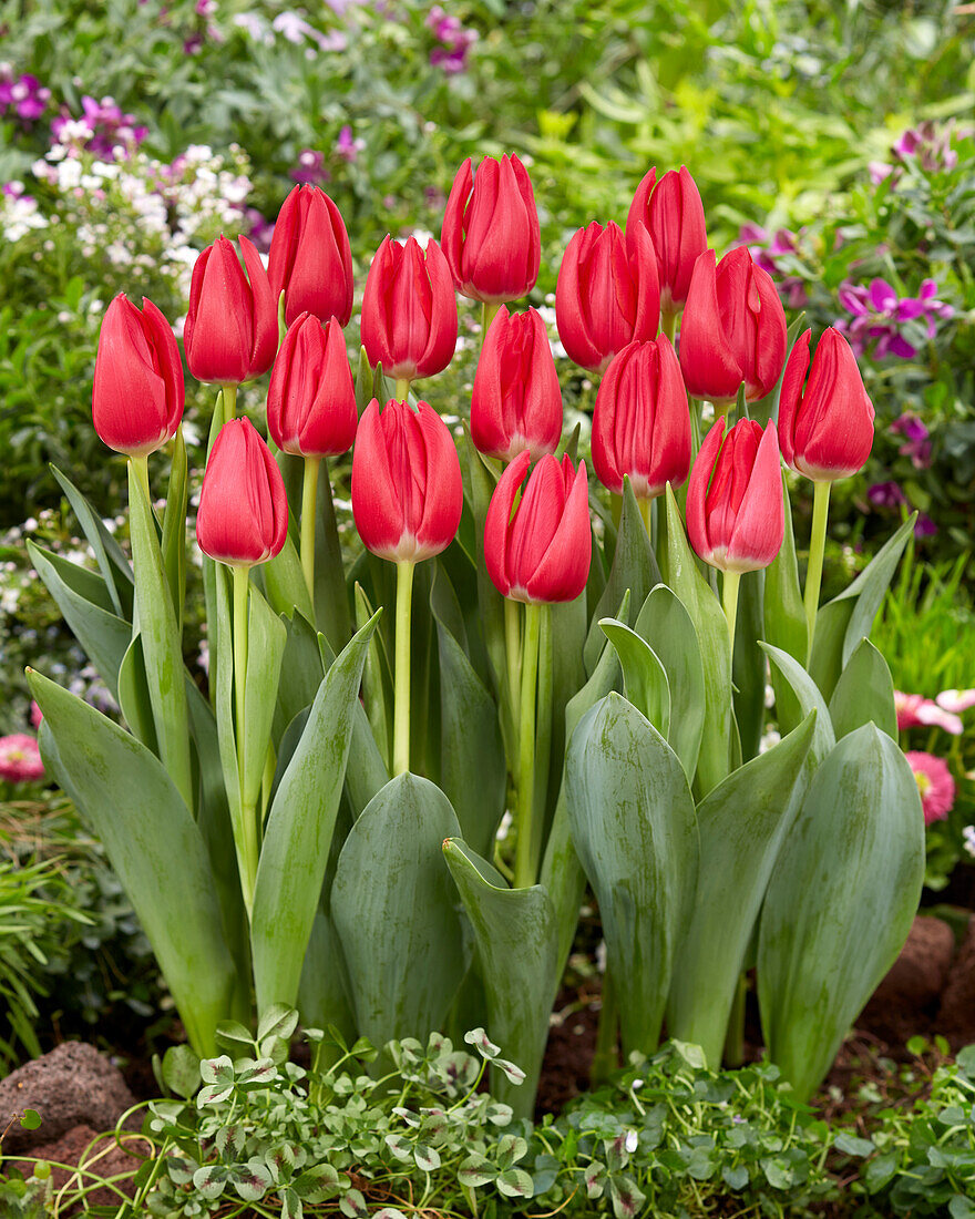 Tulpe (Tulipa) 'Rodolfo'