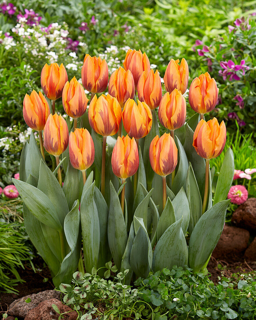 Tulpe (Tulipa) 'Prinses Irene'